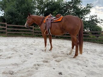 APH klisna - top charakter
