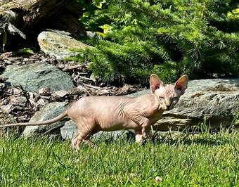 Kanadská Sphynx