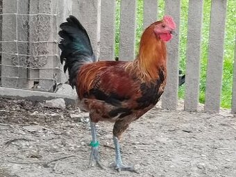 Zlatá česká kropenka