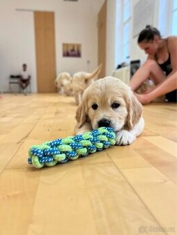 Zlaty retriver, Golden retriver štěňata s PP