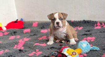 American Bully pocket