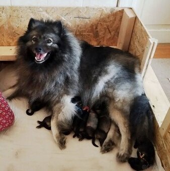 Německý špic vlčí/keeshond s PP