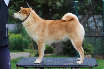 Shiba Inu s PP FCI