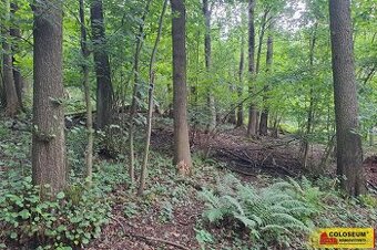 Dalečín - Hluboké, les 20 371 m² – prodej lesa