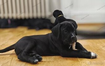 Cane Corso s PP (FCI)
