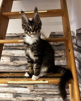 Mainská mývalí s PP - Kocicka