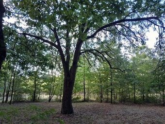 Jeřáb oskeruše zahrada - potok