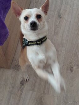 Prodám roční stěně