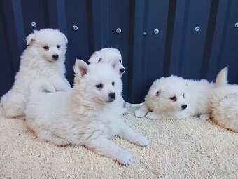 Štěňata-Německý špic střední - 1