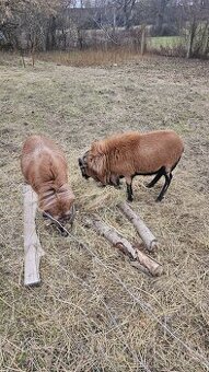 Kamerunske ovce.....beránek