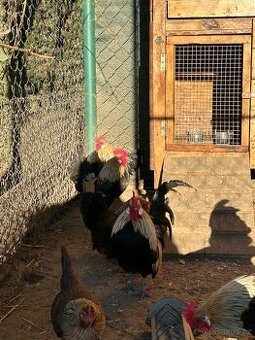 Zakrslá holandská slepice oranžovokrká