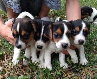 Jack Russell teriér jrt