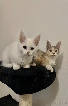 Mainská mývalí koťata s PP