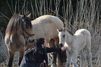 Welsh cob - hříbata 2025