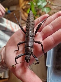 Strašilka ostrohatá