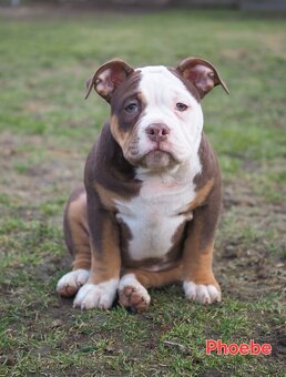 Staroanglický buldok s PP