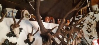 Paroží, trofeje, preparáty