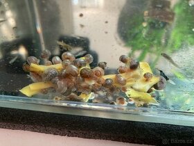 akvarijni snek okruzak kanadsky