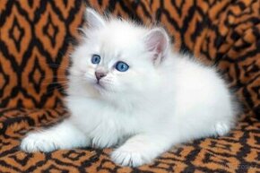 Sibiřská kočka - něvská maškaráda s PP