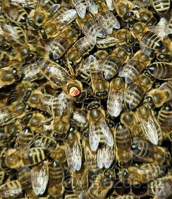 přezimované včelí oddělky , včelstva , včely