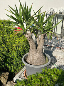Mateční rostlina Yucca - stáří 40 let - 1