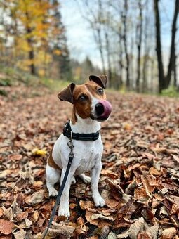 Jack Russel ke krytí