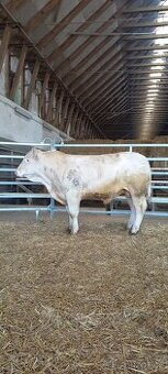 Plemenný býk charolais