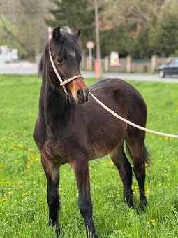 Prodám hřebce Welsh cob D - SPĚCHÁ