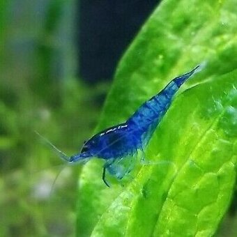 Neocaridina Blue Dream