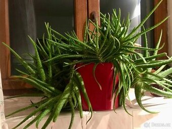 Aloe vera