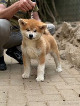 Akita Inu s PP - odběr ihned
