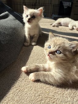 Ragdoll koťátka