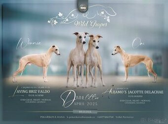 Whippet s PP