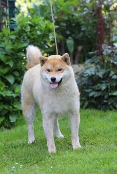 Shiba Inu s PP FCI