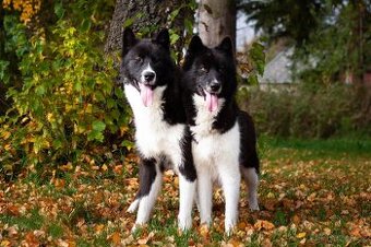 Sibírsky husky/Kanadsko eskimacky pes s PP