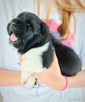 Akita americka
