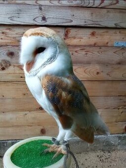 Sova pálená (Tyto alba) biela forma