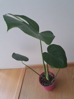 Monstera