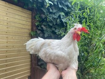 Letošní kohoutci - plemene Leghorn
