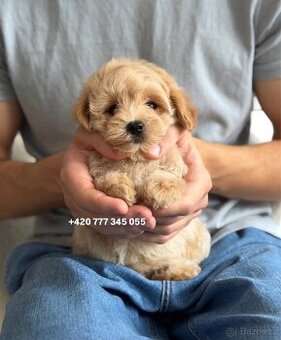 Štěňátko, chlapeček Maltipoo 1500€