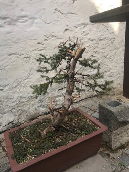 Bonsaj Bonsai
