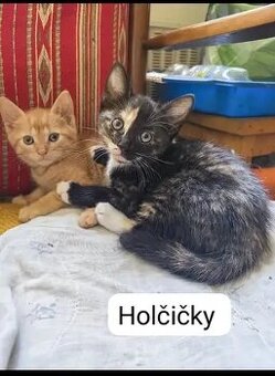 Koťata