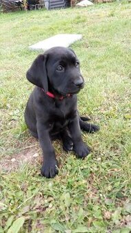 Predám krásne šteniatka labradora