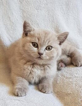 Krasna britská kratkosrstna koťata bez PP