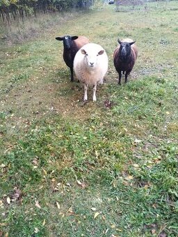 Ovce Texel a kříženky zwartbles