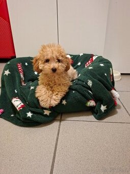 Trpasličí pudlík bez PP