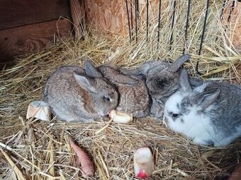 Prodám zakrslé králíčky beránka