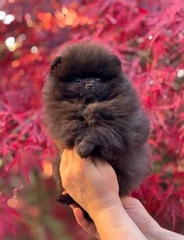Pomeranian / Pomerian s PP