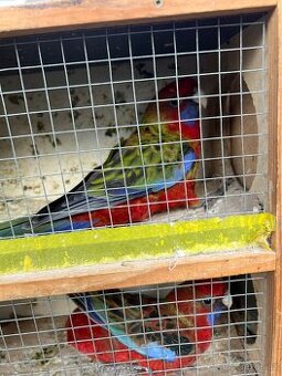 Rosela rubino a penant a straka