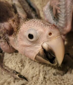 Ara zelenokřídlý (Ara chloroptera)